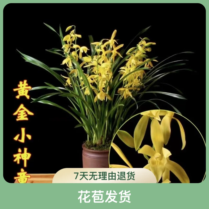 【黄金小神童】带花苞发货 建兰品种 浓香型兰花 室内兰花
