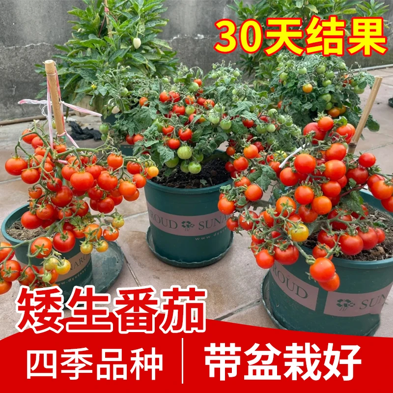 矮生番茄苗小西红柿秧苗千禧圣女果蔬菜种籽阳台草莓盆栽四季种孑