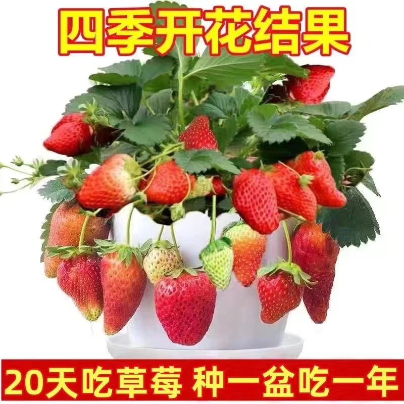 【6颗包邮到家】奶油草莓苗盆栽带盆带土红颜四季结果阳台种植苗秧