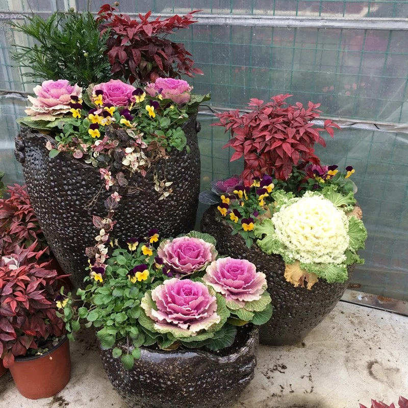 超耐寒羽衣甘蓝秧苗庭院花坛绿化紫白粉牡丹菜四季阳台观叶盆栽苗