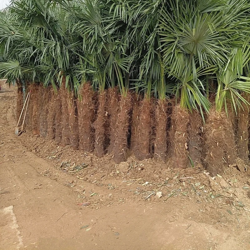 棕榈树苗别墅庭院大型耐寒四季常青绿化风景植物扇子树热带棕树苗