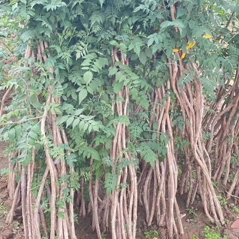 凌霄花苗爬藤植物老桩花卉盆栽阳台庭院喜阳耐寒新手易种南北种植