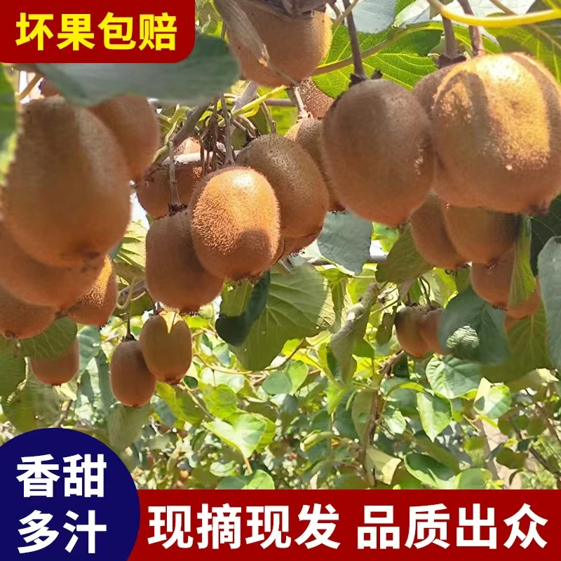 【徐香特大果】眉县绿心徐香猕猴桃果园甜美果香自产自销应季农家