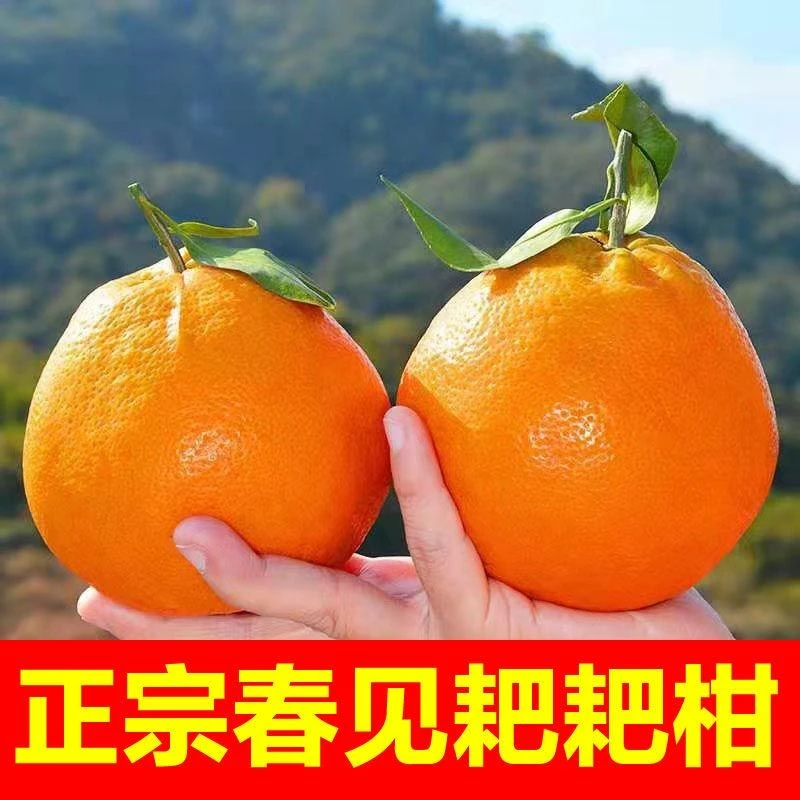 【现摘耙耙柑】四川春见粑粑柑丑橘不知火桔子新鲜应季水果优质正