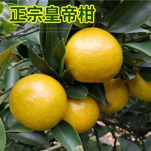 广西武鸣皇帝柑3/5/9斤包邮新鲜贡柑现摘橘子水果特产皇帝贡柑