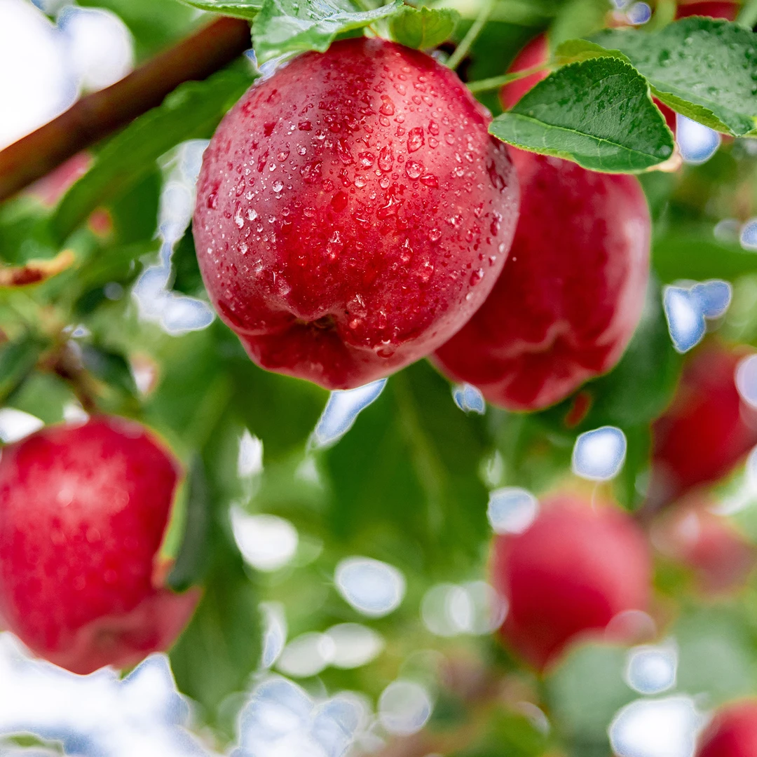 甘肃天水花牛苹果 2025鲜果产地直发包邮