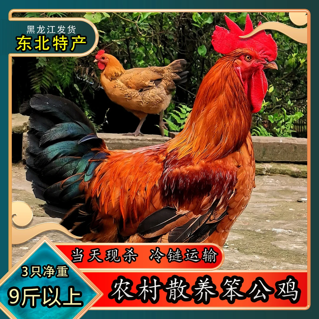 黑龙江发货散养大公鸡【到手3只】优质冷冻保鲜山间品质快递