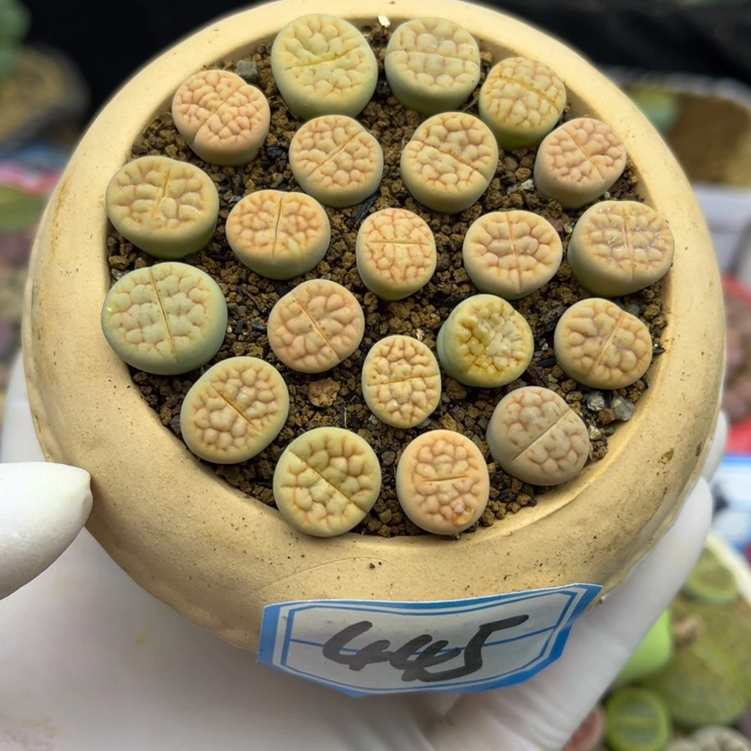 445号一盒黄绿富贵