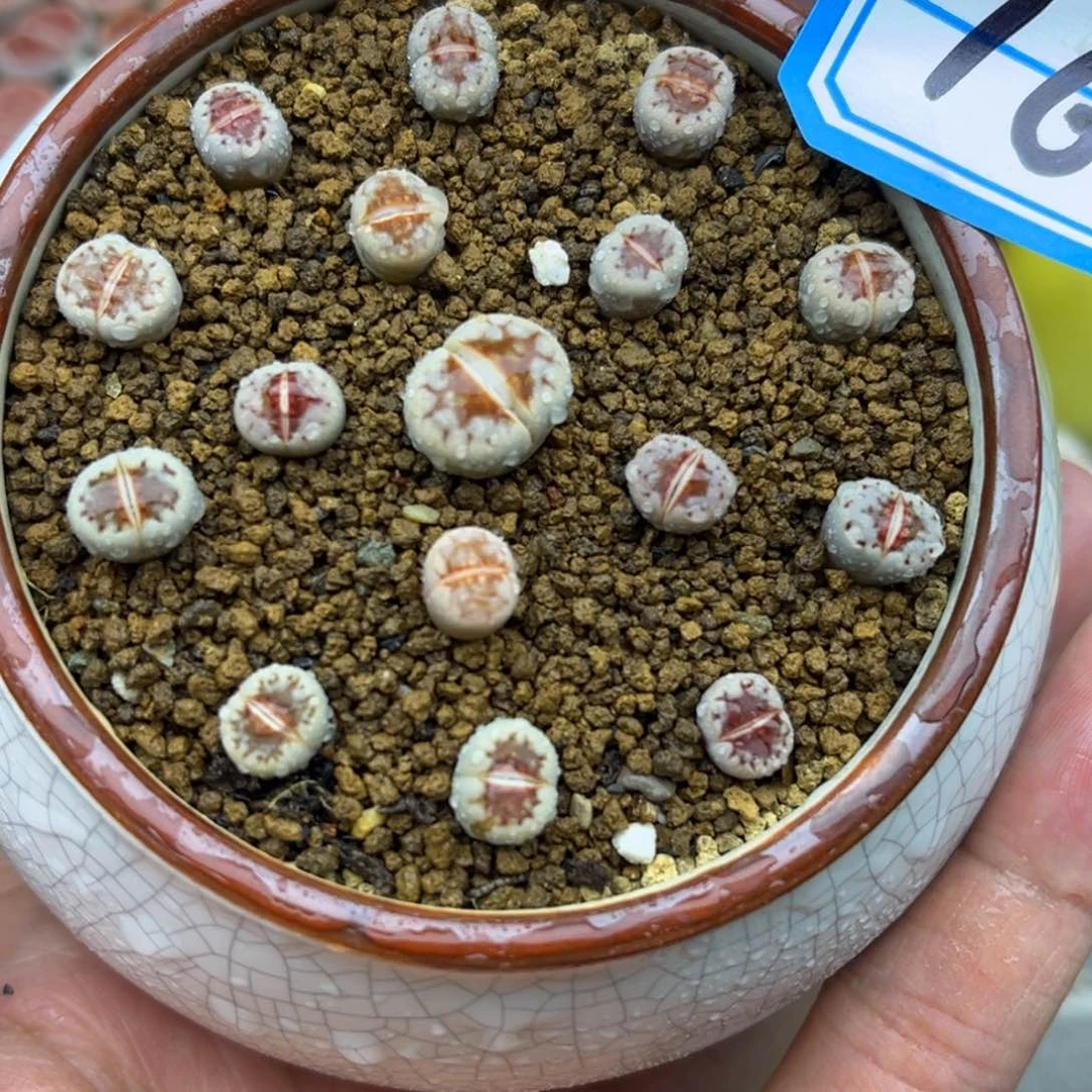 160号一盒特选热唇生石花