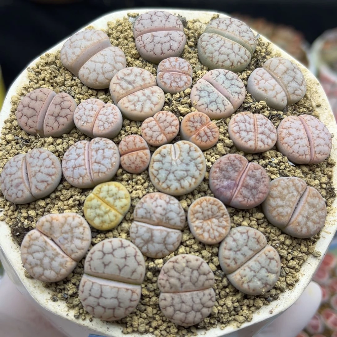 340号一盒拿铁杂带盆土