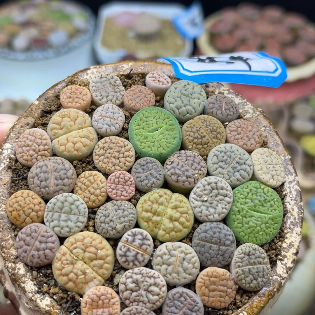 254号一盒彩色富贵
