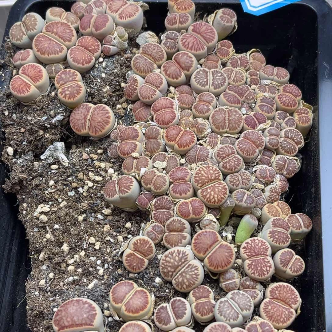 283号一盒切糕菊带盆