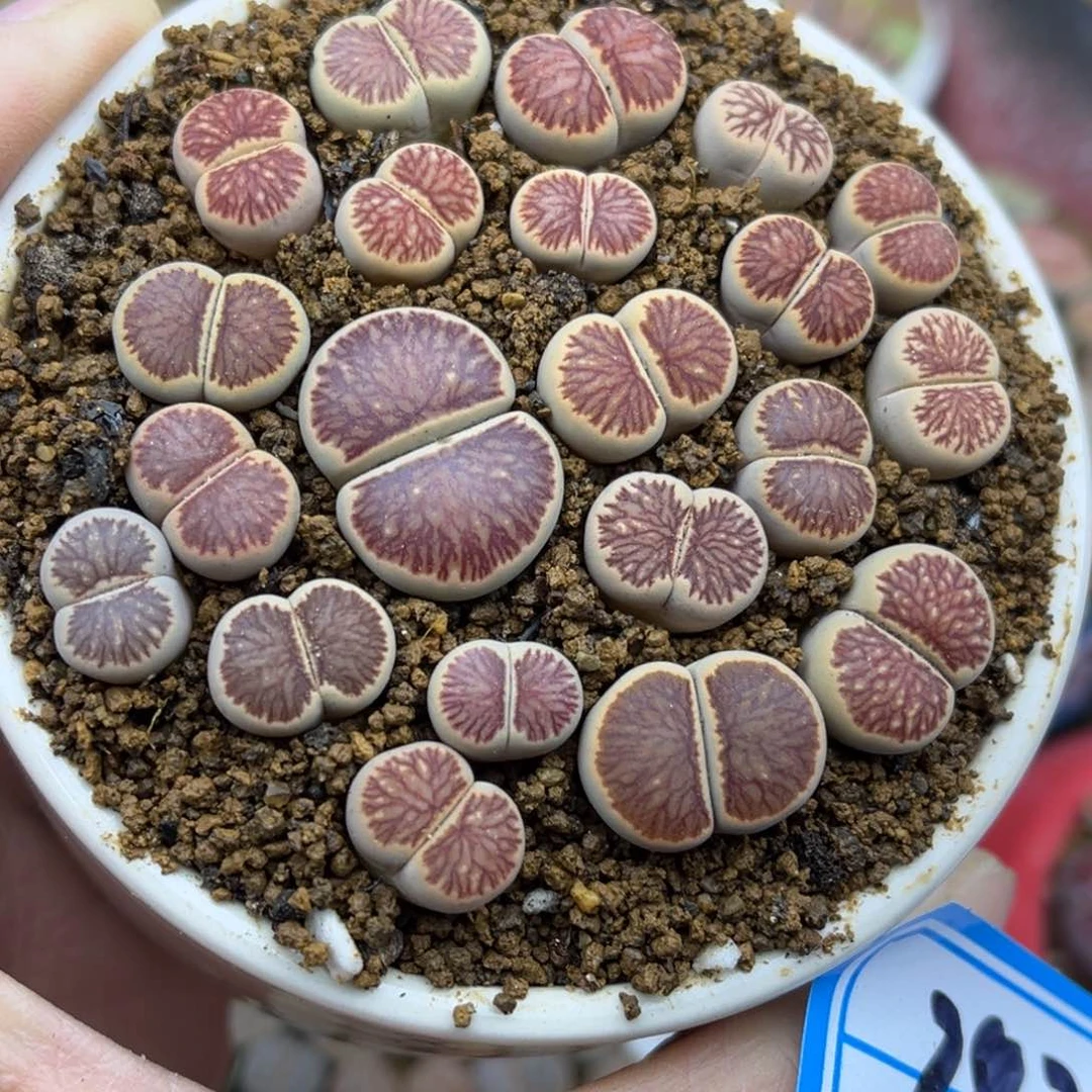 282号一盒小喜盆的菊