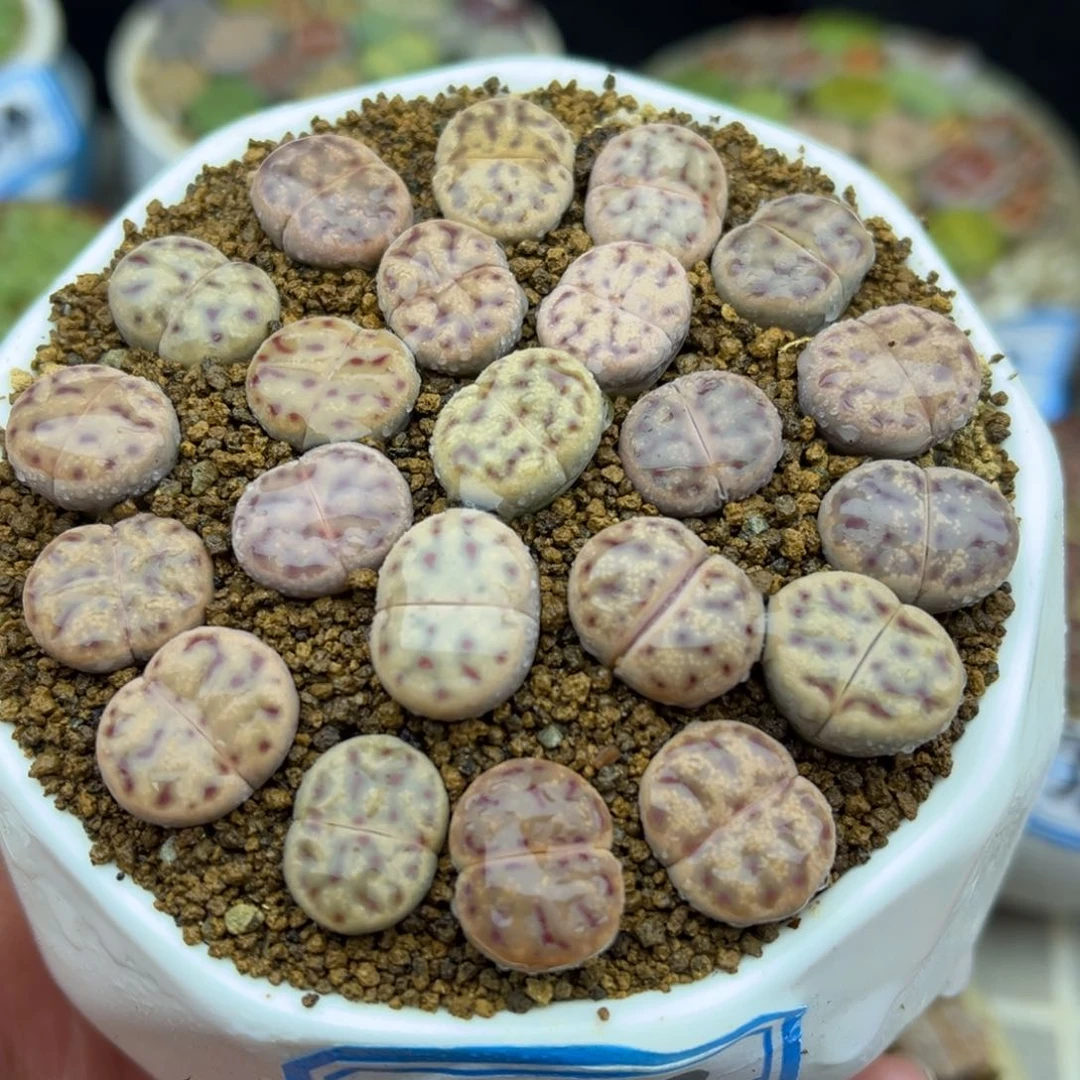 388号一盒草莓神笛带盆土