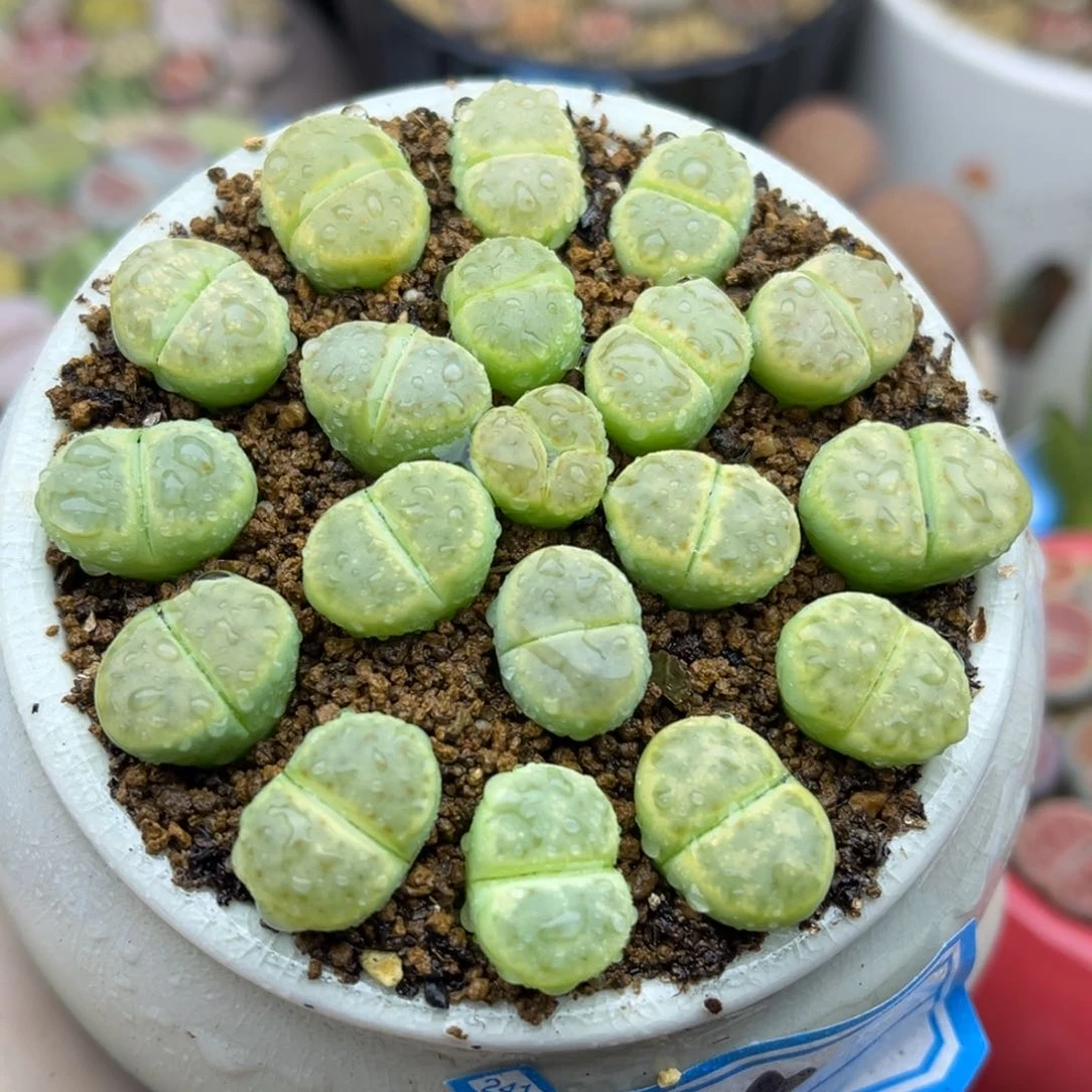 195号一盒绿色惜春