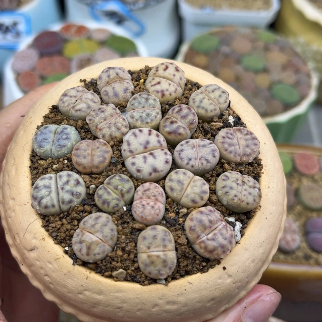229号一盒草莓神笛