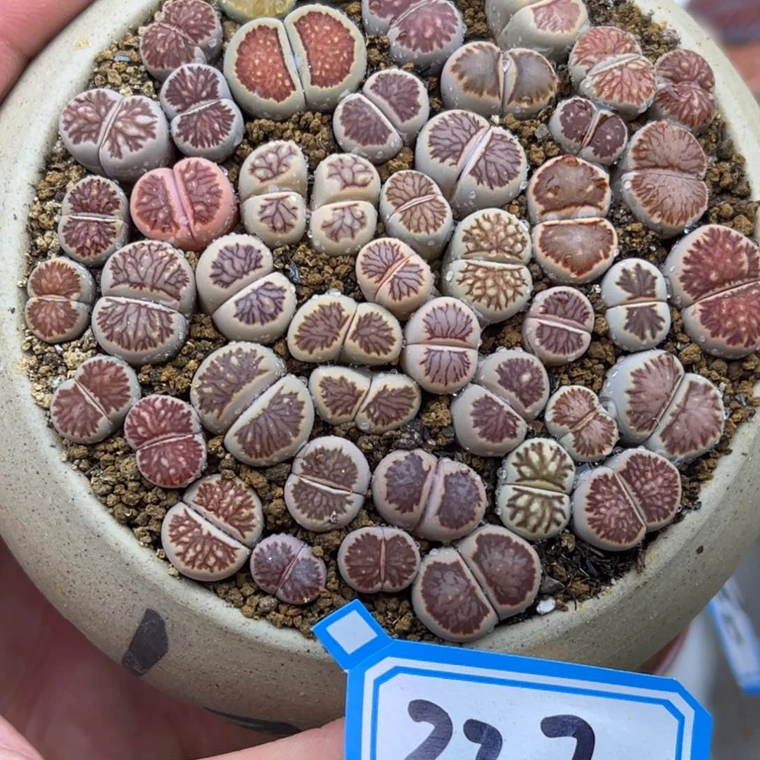 337号一盒美菊带盆土