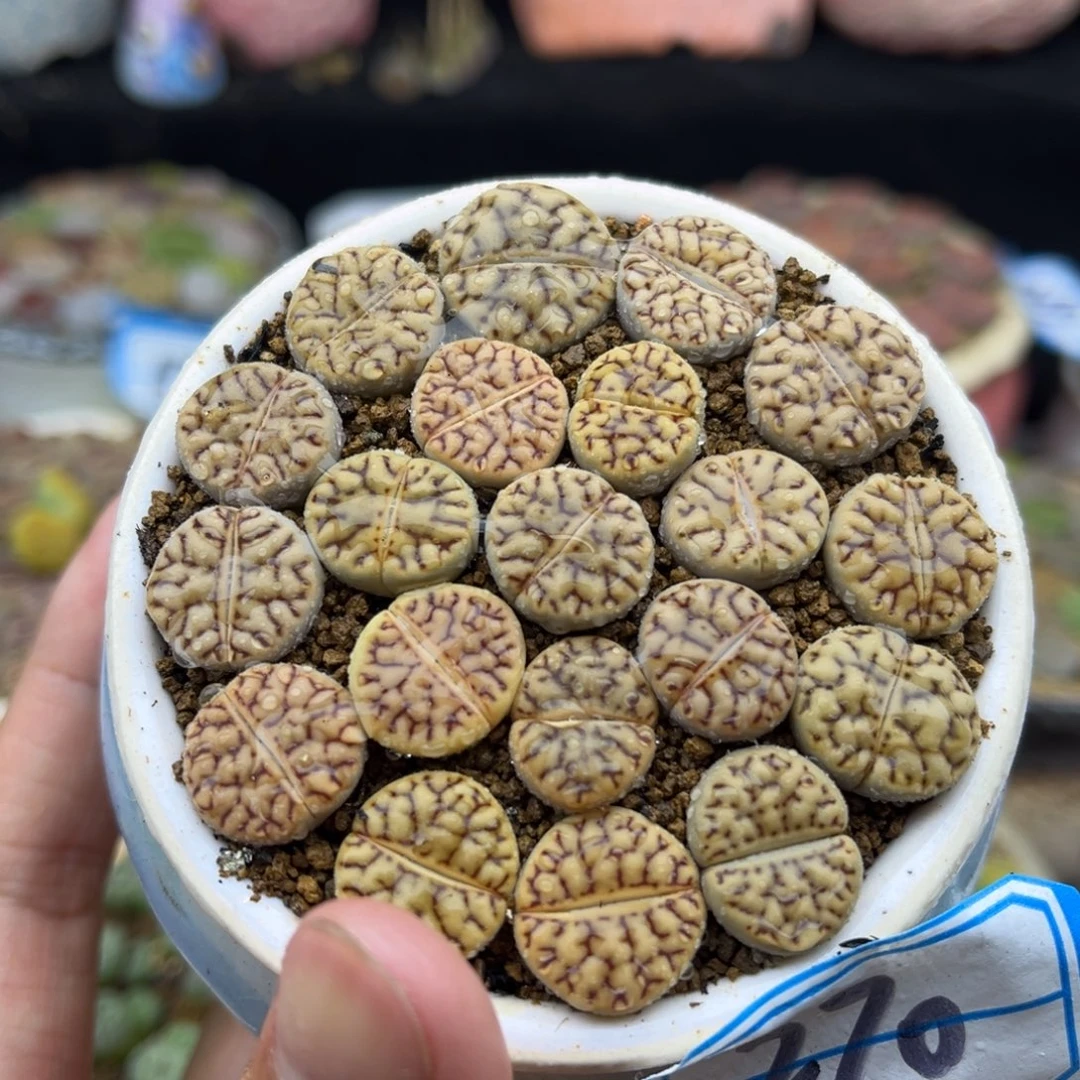 270号一盒雀卵带盆土