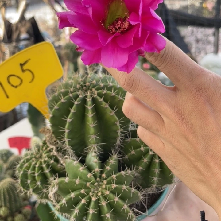 仙人球实生大群彩草105