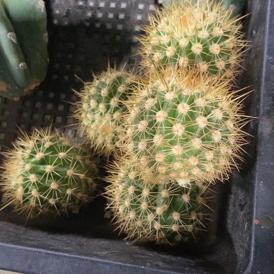 进口毛花柱火焰魔术侧芽一个