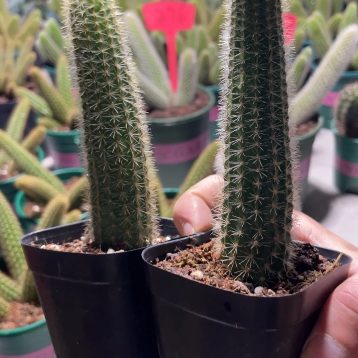 仙人球双色金妞自根两盆