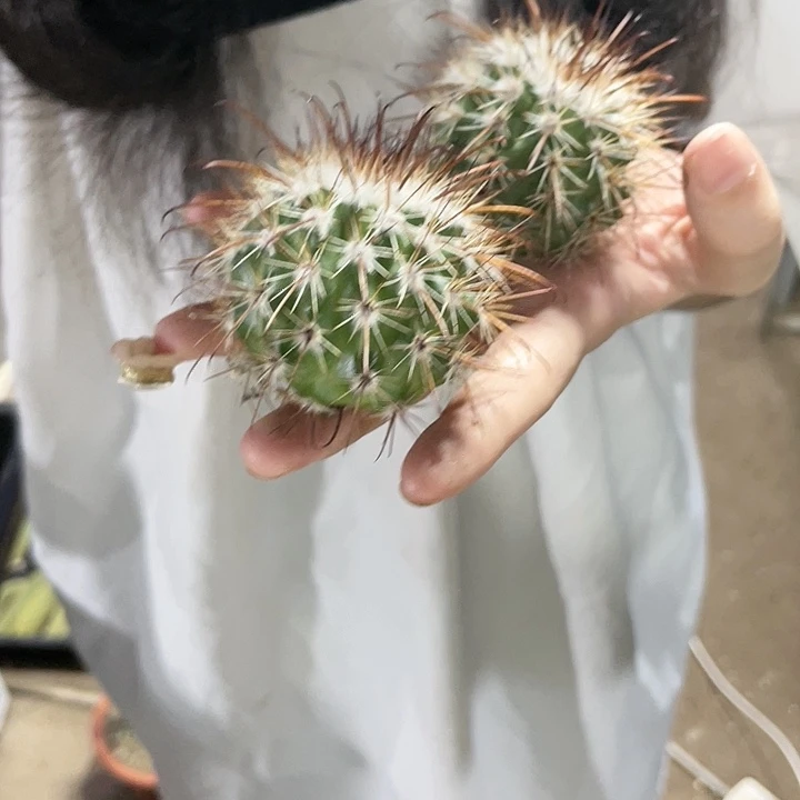 仙人球魔神丸测芽一个