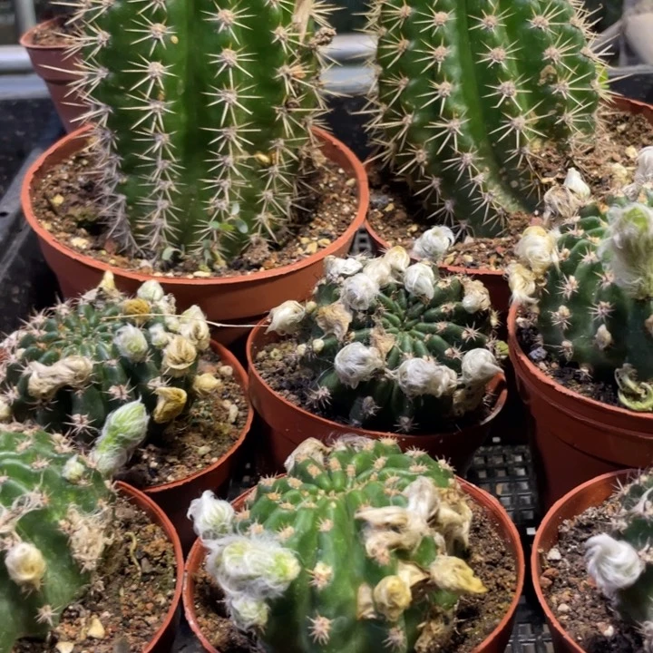 妖蝶丽花带花苞一个16.8