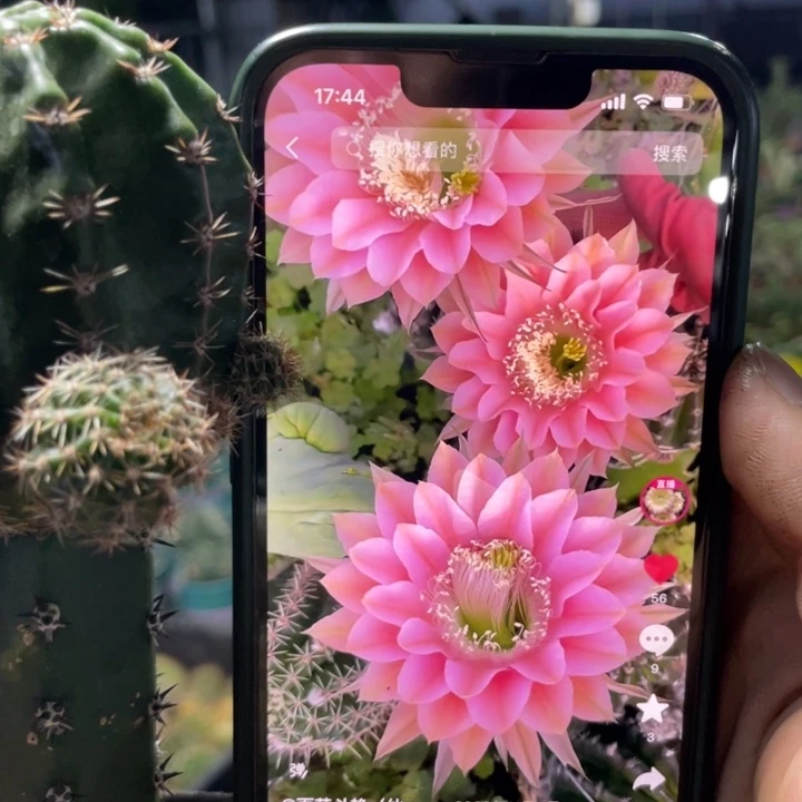 仙人球王维的画嫁接