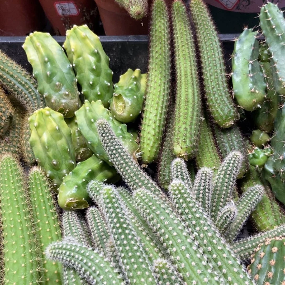 双面伊人双色白檀侧芽三条4.88