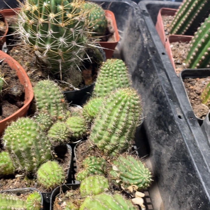 伯恩斯坦进口白檀自根两杯6.88