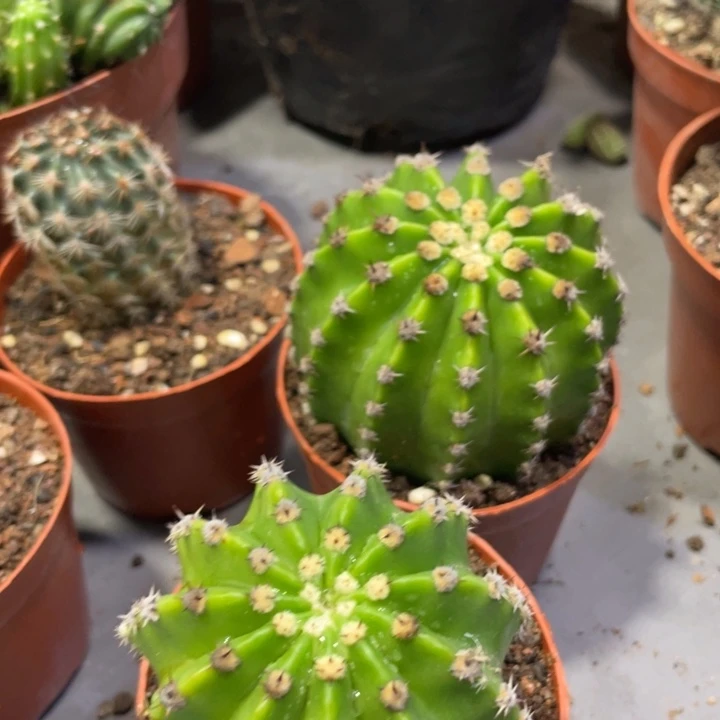 飞云落有根彩草一个5.88