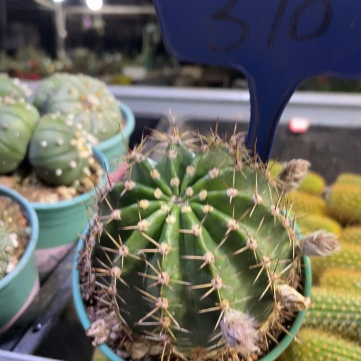 安娜有根带花苞310