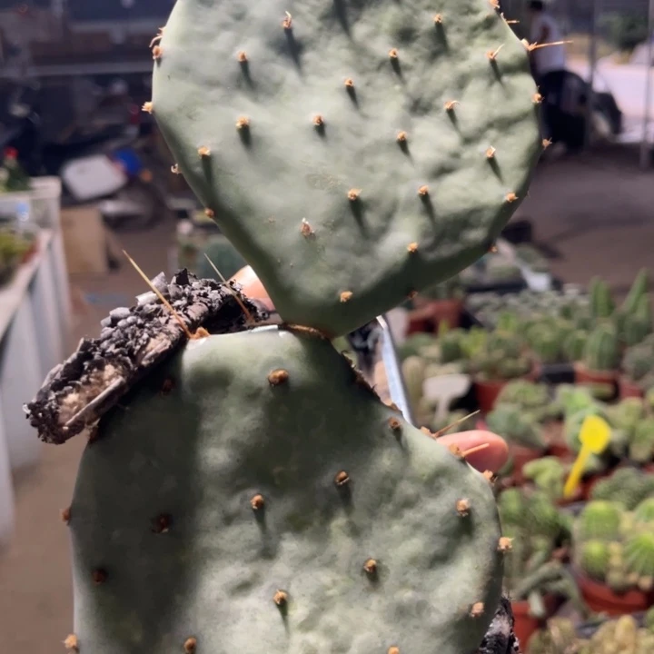 仙人掌缘聚团扇双层测芽