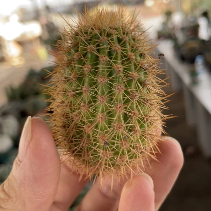 仙人球金妞时光测芽