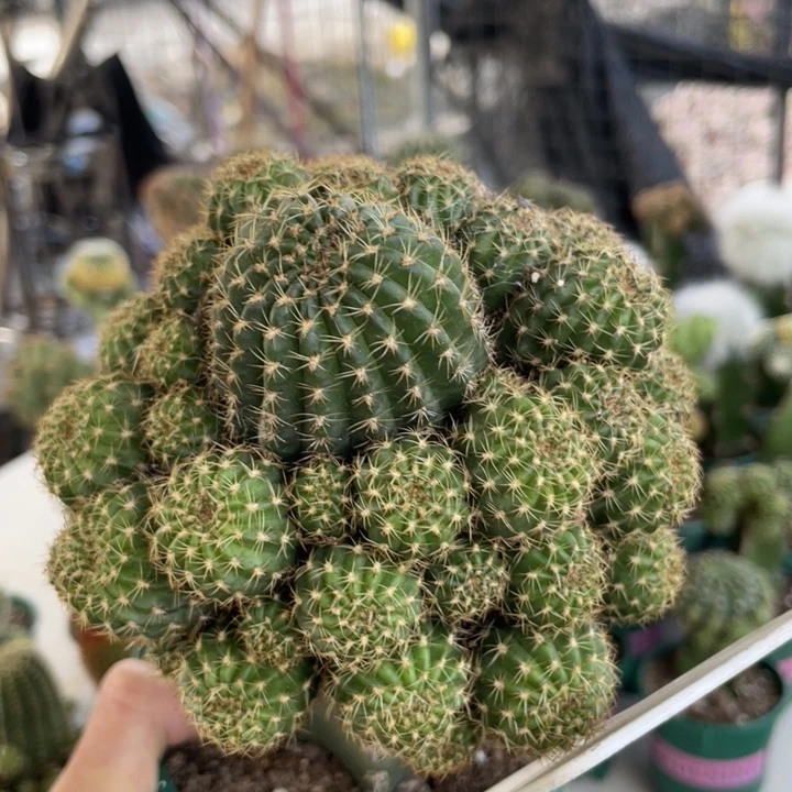 仙人球丽花三号母本75