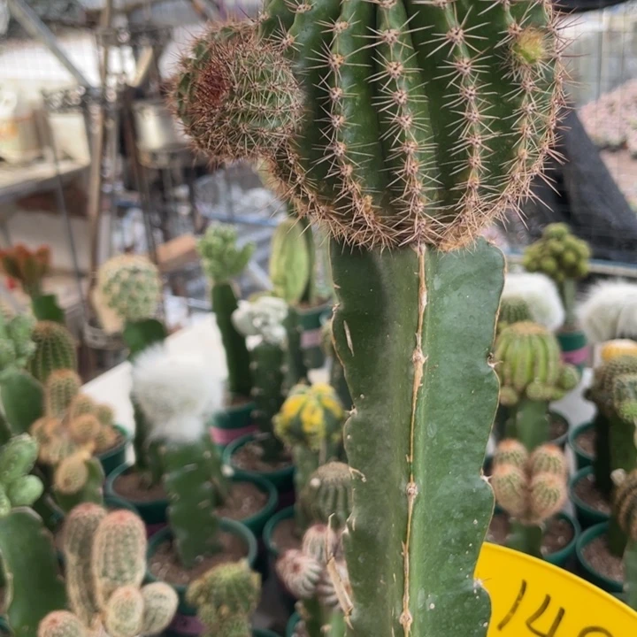 山**哥仙人球千层酥母本140