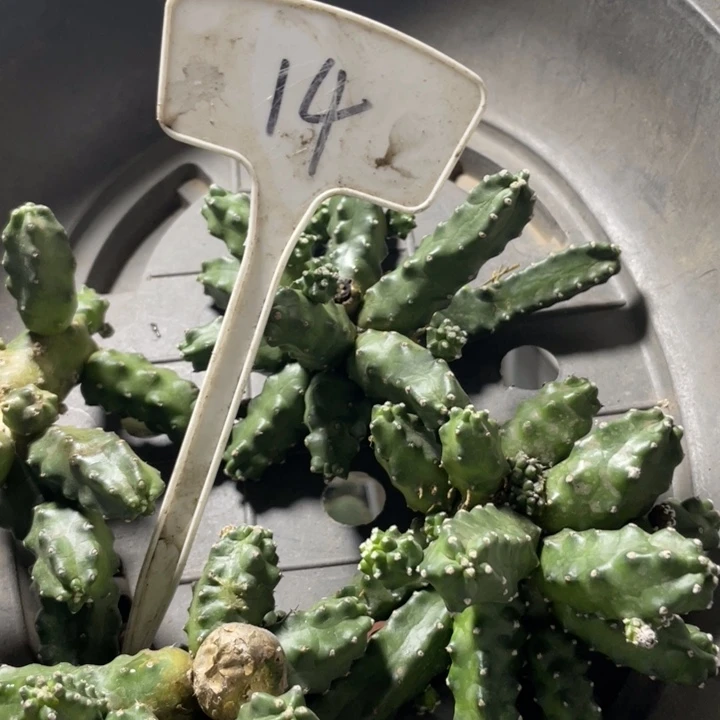 仙人球清库存测芽14