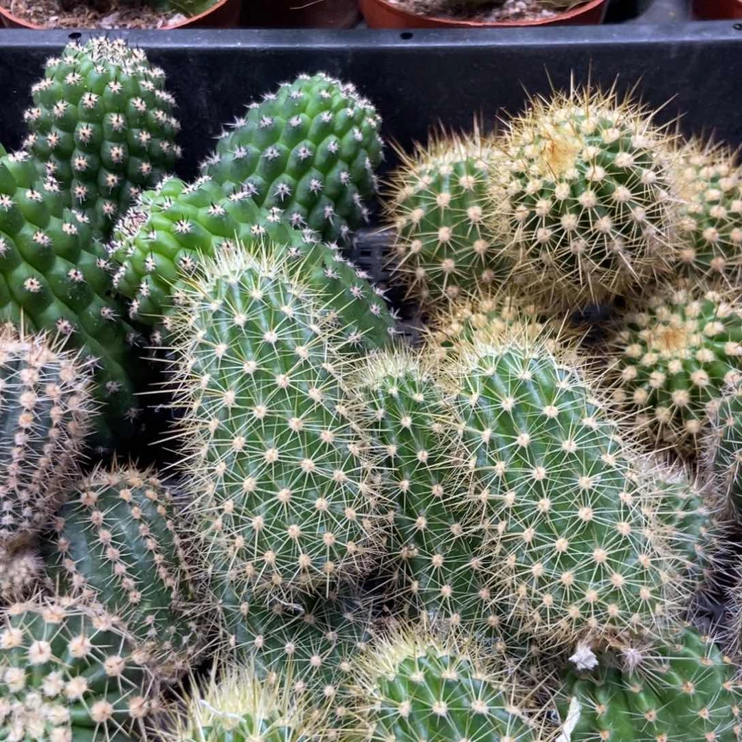 飞龙毛花柱侧芽新品5.88