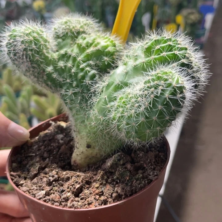 仙人球实生彩草缀化105