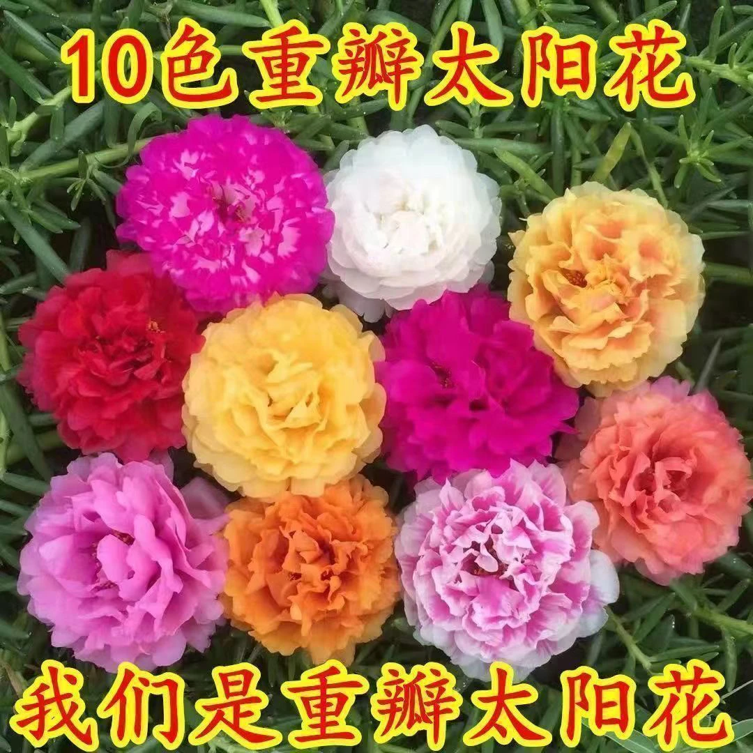 【带根带原土带花苞】重瓣太阳花多色品种 宿根多年生 开花植物易活