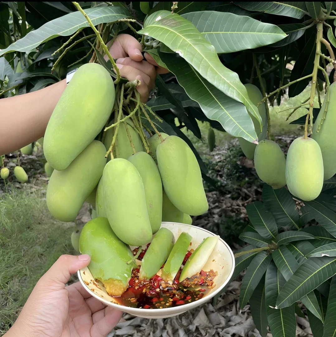 [京东包邮]三亚新鲜象牙芒 酸脆生芒果