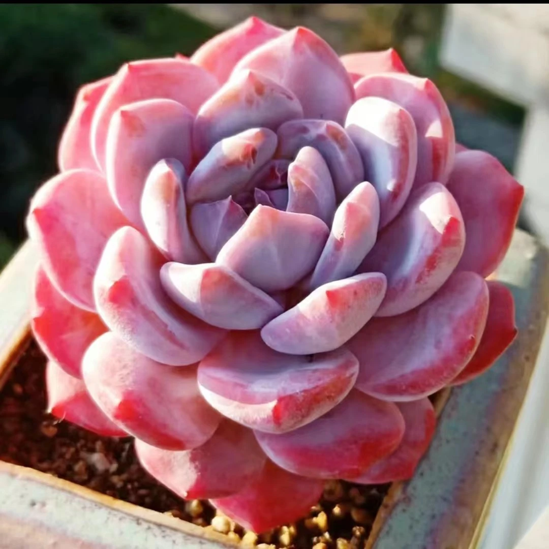 布纸有爱多肉园艺1号链接