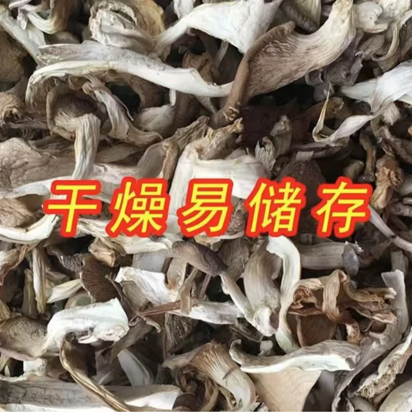 云南长寿金平阿者诺玛农家自种平菇