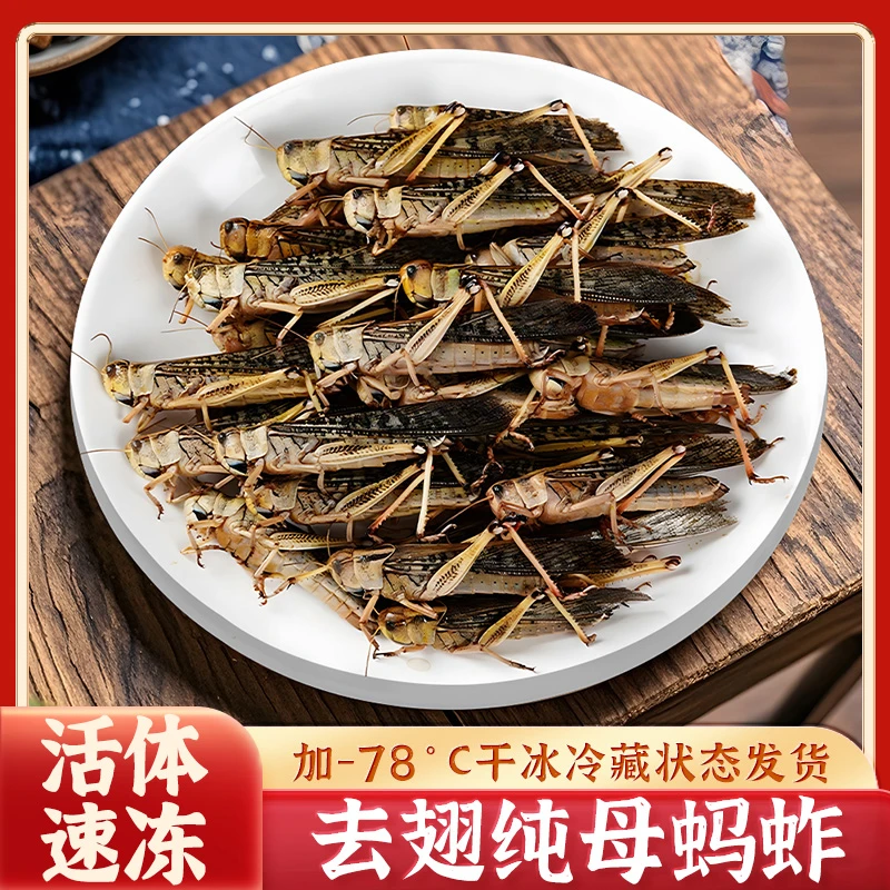 特产新鲜特级蚂蚱昆虫烧烤美食蚱蜢蝗虫活体速冻锁鲜保鲜