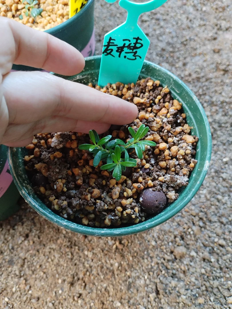 麦穗凤米小苗，小叶型细长凤米黄杨