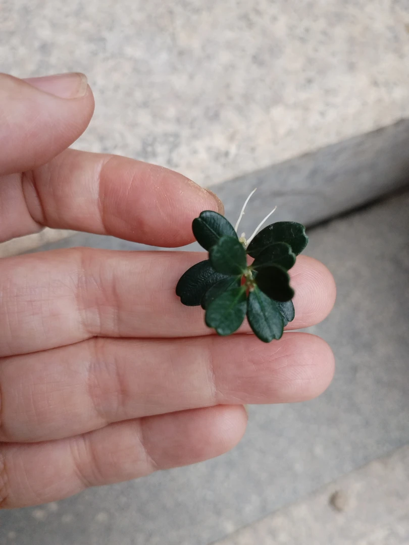 苹果叶加厚凤米黄杨潮州特色绿植微型盆栽高档绿植