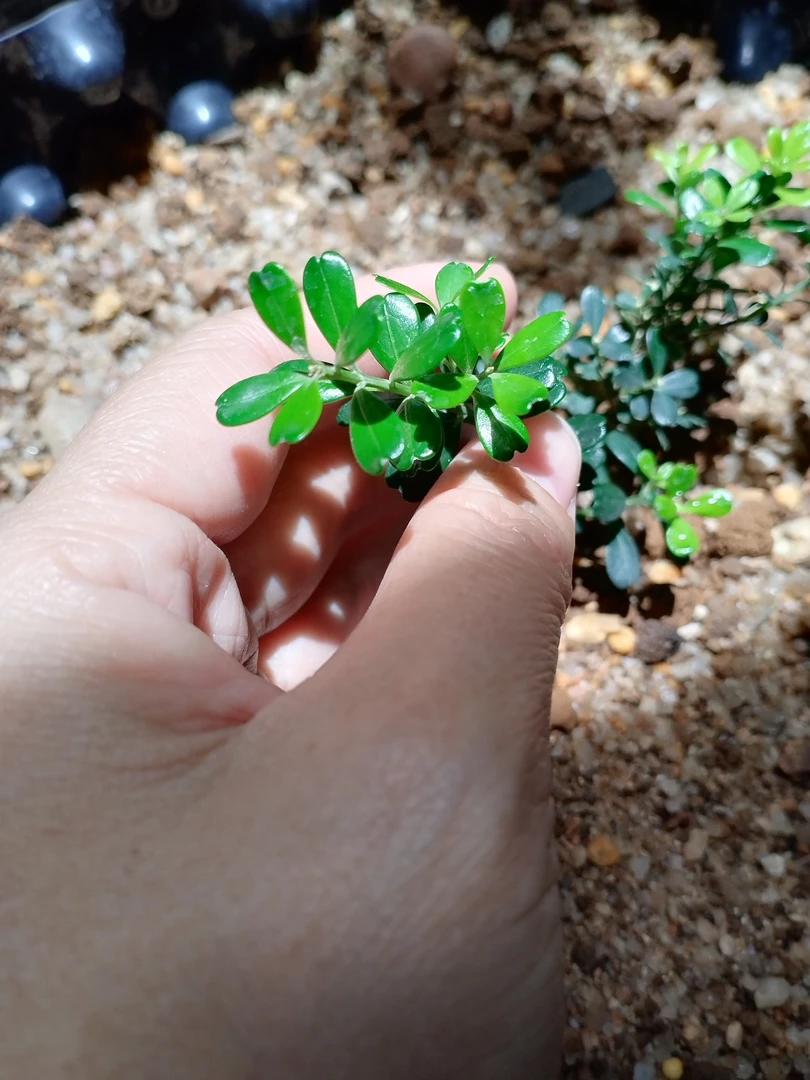 四不像凤米黄杨潮州特色绿植微型掌中小绿植一芽