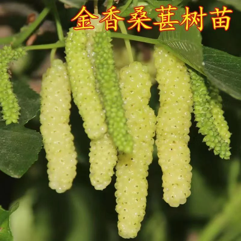 正宗白玉桑葚树苗四季种植原盆原土好养活耐寒耐热金香桑葚苗果桑