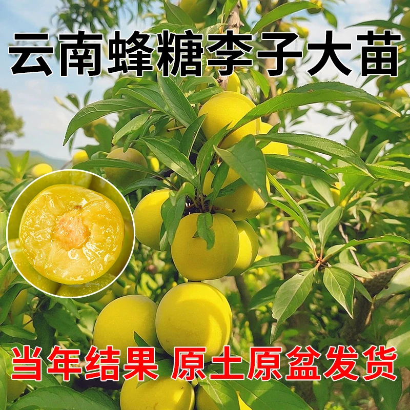 嫁接蜂糖李子树苗脱骨李果苗五月脆李南北方四季种植抗寒原盆原土
