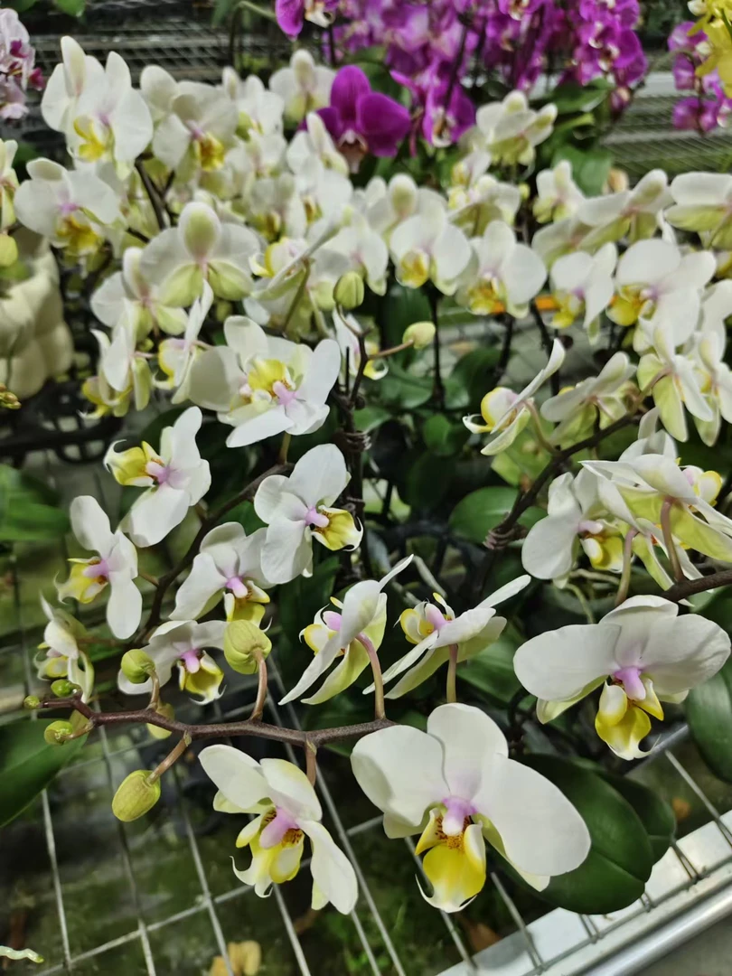 蝴蝶兰【小腊梅】室内 蝴蝶兰 客厅餐厅耐养优质苗情 基地直发